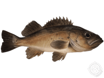 Black Rockfish
